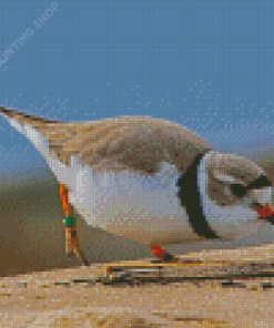 Piping Plover Diamond Painting