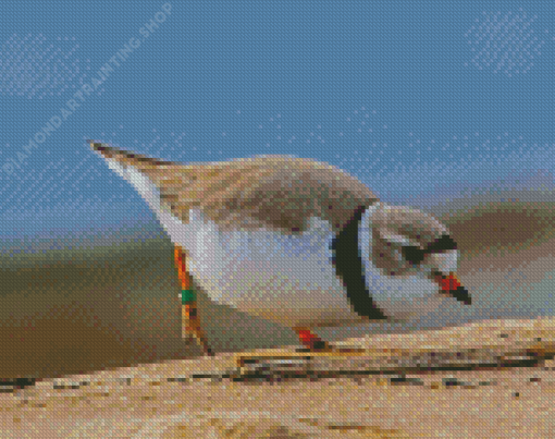 Piping Plover Diamond Painting