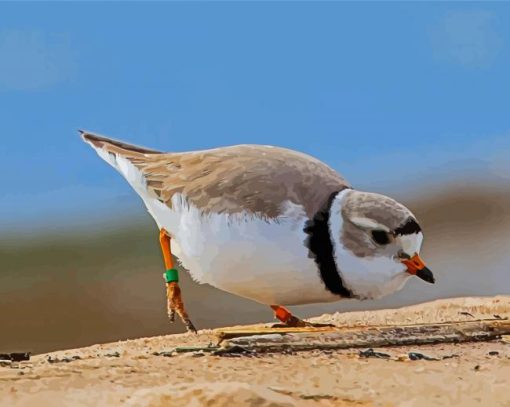 Piping Plover Diamond Painting