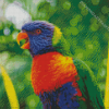 Rainbow Lory Bird Diamond Painting