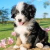 Bernedoodle Puppy Diamond Painting