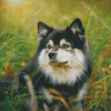 Black And White Finnish Lapphund Diamond Painting