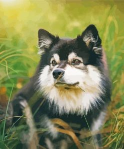 Black And White Finnish Lapphund Diamond Painting