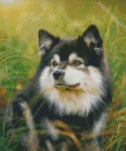 Black And White Finnish Lapphund Diamond Painting