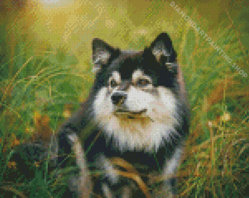 Black And White Finnish Lapphund Diamond Painting