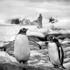 Black And White Penguins On Rock Diamond Painting