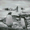 Black And White Penguins On Rock Diamond Painting