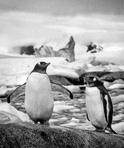 Black And White Penguins On Rock Diamond Painting