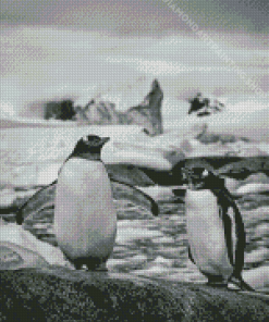 Black And White Penguins On Rock Diamond Painting