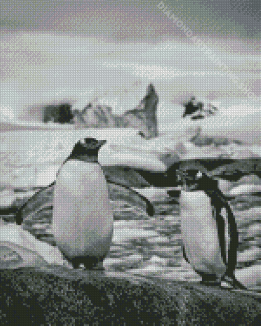 Black And White Penguins On Rock Diamond Painting