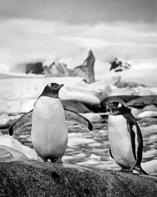 Black And White Penguins On Rock Diamond Painting