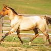 Blonde Lusitano Horse Diamond Painting