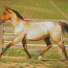 Blonde Lusitano Horse Diamond Painting