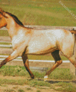 Blonde Lusitano Horse Diamond Painting