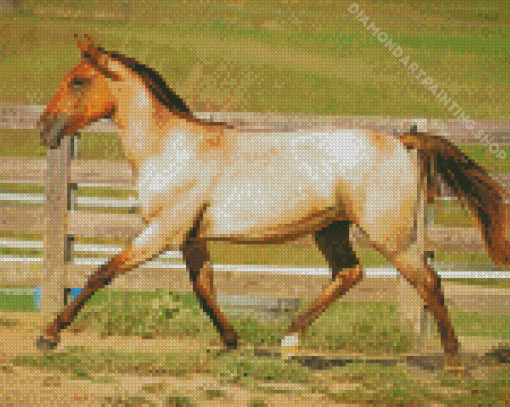 Blonde Lusitano Horse Diamond Painting