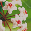 Close Up Hoya Flowers Diamond Painting