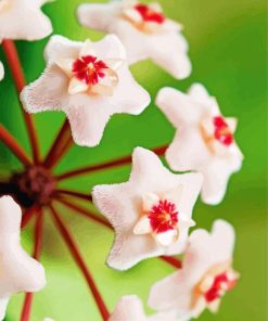 Close Up Hoya Flowers Diamond Painting