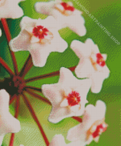 Close Up Hoya Flowers Diamond Painting