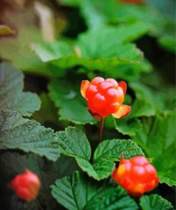 Cloudberries Diamond Painting