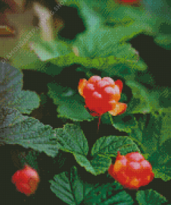 Cloudberries Diamond Painting