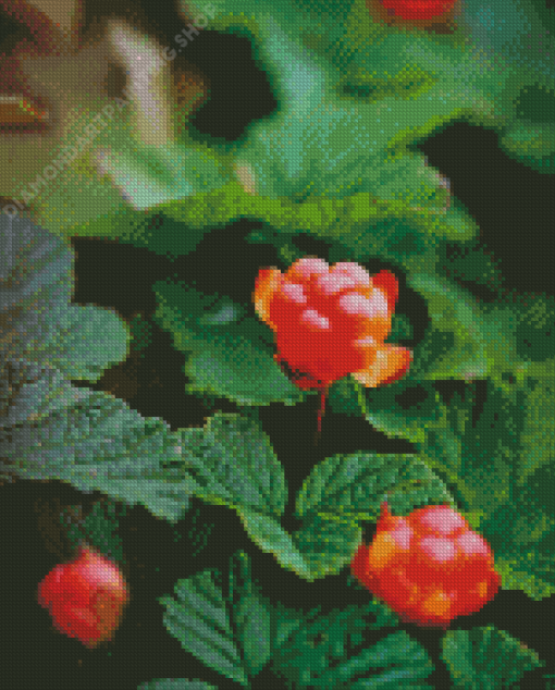 Cloudberries Diamond Painting