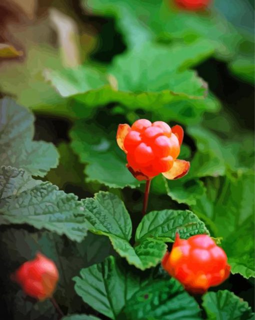 Cloudberries Diamond Painting