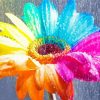 Colorful Daisy Under Rain Diamond Painting