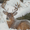 Deer In Snow Diamond Painting