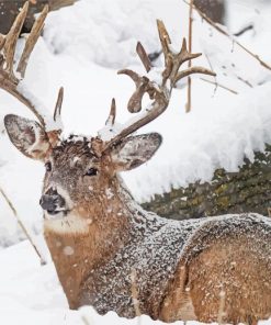 Deer In Snow Diamond Painting