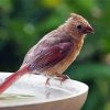 Juvenile Cardinal Bird Diamond Painting