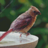 Juvenile Cardinal Bird Diamond Painting