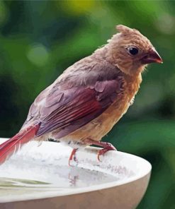 Juvenile Cardinal Bird Diamond Painting