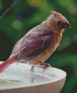 Juvenile Cardinal Bird Diamond Painting