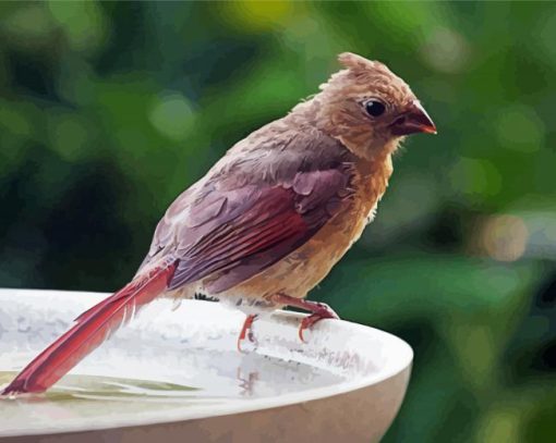 Juvenile Cardinal Bird Diamond Painting