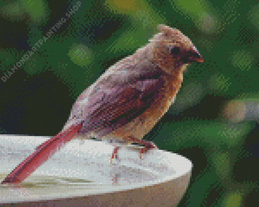 Juvenile Cardinal Bird Diamond Painting