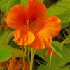 Nasturtium Flower Plant Diamond Painting