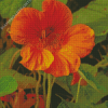 Nasturtium Flower Plant Diamond Painting