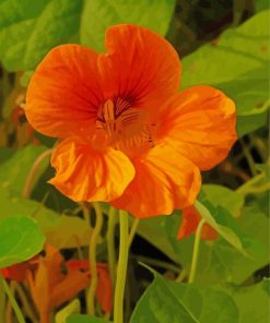 Nasturtium Flower Plant Diamond Painting