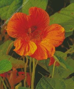 Nasturtium Flower Plant Diamond Painting