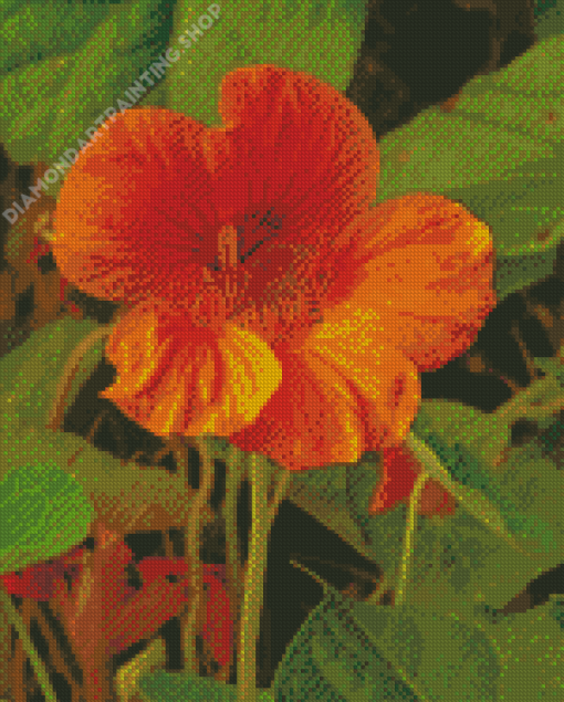 Nasturtium Flower Plant Diamond Painting