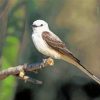 Oklahoma Flycatcher On Branch Diamond Painting