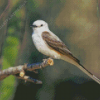 Oklahoma Flycatcher On Branch Diamond Painting