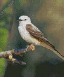 Oklahoma Flycatcher On Branch Diamond Painting