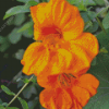 Orange Nasturtium Diamond Painting