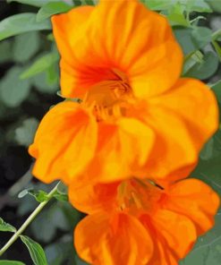 Orange Nasturtium Diamond Painting