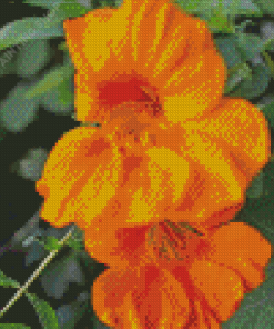 Orange Nasturtium Diamond Painting