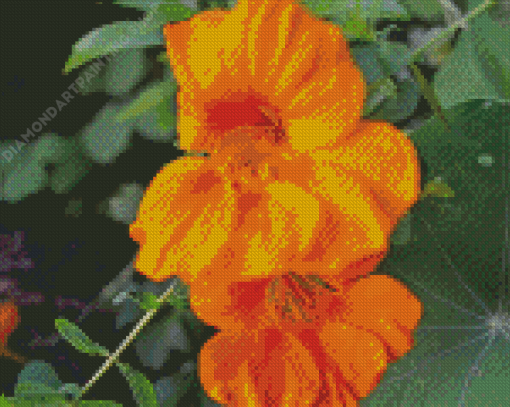 Orange Nasturtium Diamond Painting