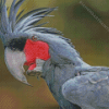 Palm Cockatoo Diamond Painting