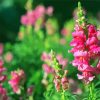 Pink Snapdragons Diamond Painting