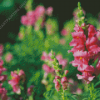 Pink Snapdragons Diamond Painting